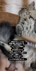 松井やすのブリーダーからお迎えしたミヌエット：甘寝くん