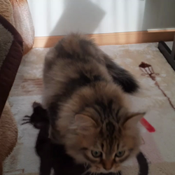 松井やすのブリーダーからお迎えしたミヌエット：甘寝くん