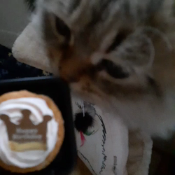 松井やすのブリーダーからお迎えしたミヌエット：甘寝くん