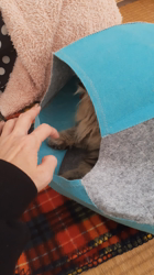 松井やすのブリーダーからお迎えしたミヌエット：甘寝くん