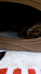 松井やすのブリーダーからお迎えしたミヌエット：甘寝くん