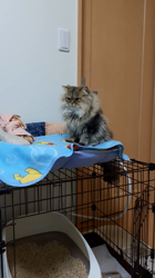 松井やすのブリーダーからお迎えしたミヌエット：甘寝くん