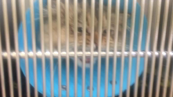 松井やすのブリーダーからお迎えしたミヌエット：甘寝くん