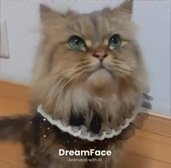 松井やすのブリーダーからお迎えしたミヌエット：甘寝くん