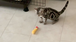 大橋則男ブリーダーからお迎えしたアメリカンショートヘア：ネオ(旧:名前はまだにゃい)くん