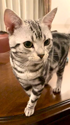 大橋則男ブリーダーからお迎えしたアメリカンショートヘア：ネオ(旧:名前はまだにゃい)くん