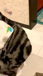 大橋則男ブリーダーからお迎えしたアメリカンショートヘア：ネオ(旧:名前はまだにゃい)くん