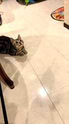 大橋則男ブリーダーからお迎えしたアメリカンショートヘア：ネオ(旧:名前はまだにゃい)くん