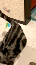 大橋則男ブリーダーからお迎えしたアメリカンショートヘア：ネオ(旧:名前はまだにゃい)くん