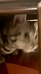 大橋則男ブリーダーからお迎えしたアメリカンショートヘア：ネオ(旧:名前はまだにゃい)くん