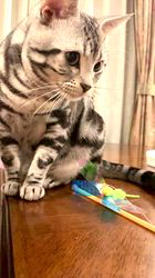 大橋則男ブリーダーからお迎えしたアメリカンショートヘア：ネオ(旧:名前はまだにゃい)くん