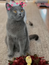 権田昌弘ブリーダーからお迎えしたブリティッシュショートヘア：モコちゃん