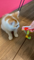 杉野洋子ブリーダーからお迎えしたマンチカン：でぃでぃくん