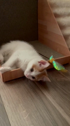 杉野洋子ブリーダーからお迎えしたマンチカン：でぃでぃくん