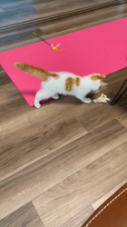 杉野洋子ブリーダーからお迎えしたマンチカン：でぃでぃくん