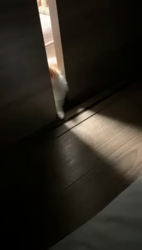 杉野洋子ブリーダーからお迎えしたマンチカン：でぃでぃくん