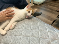 杉野洋子ブリーダーからお迎えしたマンチカン：でぃでぃくん