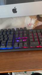 杉野洋子ブリーダーからお迎えしたマンチカン：でぃでぃくん