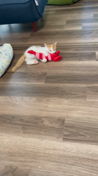 杉野洋子ブリーダーからお迎えしたマンチカン：でぃでぃくん