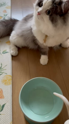 飛田新作ブリーダーからお迎えしたスコティッシュフォールド：まりもちゃん