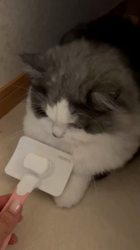 飛田新作ブリーダーからお迎えしたスコティッシュフォールド：まりもちゃん