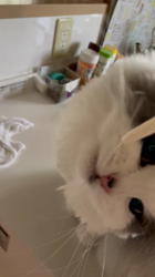 飛田新作ブリーダーからお迎えしたスコティッシュフォールド：まりもちゃん