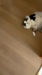 飛田新作ブリーダーからお迎えしたスコティッシュフォールド：まりもちゃん