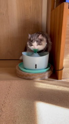 飛田新作ブリーダーからお迎えしたスコティッシュフォールド：まりもちゃん