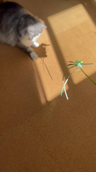 飛田新作ブリーダーからお迎えしたスコティッシュフォールド：まりもちゃん