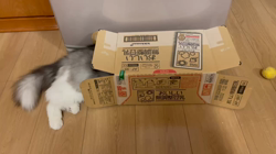 飛田新作ブリーダーからお迎えしたスコティッシュフォールド：まりもちゃん