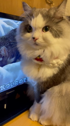 飛田新作ブリーダーからお迎えしたスコティッシュフォールド：まりもちゃん