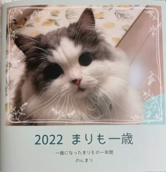 飛田新作ブリーダーからお迎えしたスコティッシュフォールド:まりもちゃん