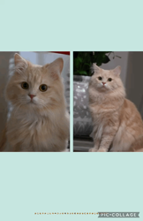 飛田新作ブリーダーからお迎えしたスコティッシュフォールド:まりもちゃん