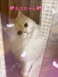 飛田新作ブリーダーからお迎えしたスコティッシュフォールド:まりもちゃん