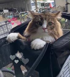 飛田新作ブリーダーからお迎えしたスコティッシュフォールド:まりもちゃん