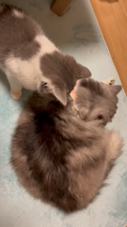 飛田新作ブリーダーからお迎えしたスコティッシュフォールド:まりもちゃん