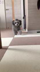 森石和江ブリーダーからお迎えしたトイプードル：一福ちゃん