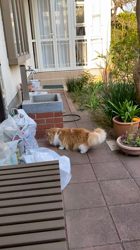 渡辺恭子ブリーダーからお迎えしたスコティッシュフォールド：くうくん