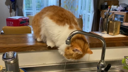 渡辺恭子ブリーダーからお迎えしたスコティッシュフォールド：くうくん