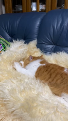 渡辺恭子ブリーダーからお迎えしたスコティッシュフォールド：くうくん