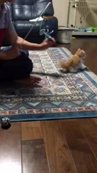 渡辺恭子ブリーダーからお迎えしたスコティッシュフォールド：くうくん