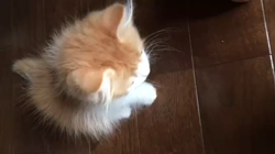 渡辺恭子ブリーダーからお迎えしたスコティッシュフォールド：くうくん