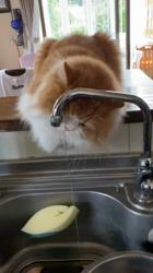 渡辺恭子ブリーダーからお迎えしたスコティッシュフォールド：くうくん