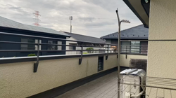 渡辺恭子ブリーダーからお迎えしたスコティッシュフォールド：くうくん