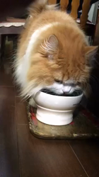 渡辺恭子ブリーダーからお迎えしたスコティッシュフォールド：くうくん