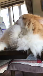 渡辺恭子ブリーダーからお迎えしたスコティッシュフォールド：くうくん