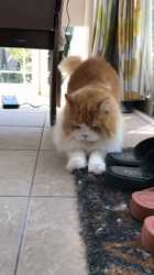 渡辺恭子ブリーダーからお迎えしたスコティッシュフォールド：くうくん