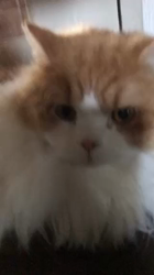 渡辺恭子ブリーダーからお迎えしたスコティッシュフォールド：くうくん