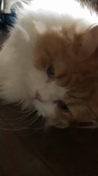 渡辺恭子ブリーダーからお迎えしたスコティッシュフォールド：くうくん