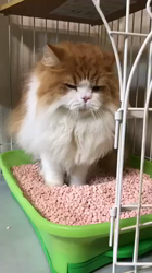 渡辺恭子ブリーダーからお迎えしたスコティッシュフォールド：くうくん